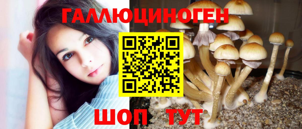 что такое   Вход с VPN  Димитровград  Галлюциногенные грибы Psilocybine cubensis 
